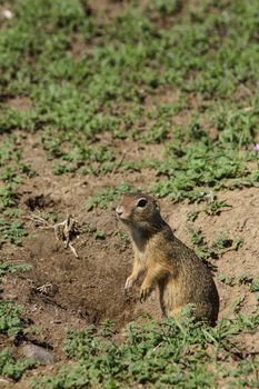 A small rodent - Citellus citellus - in an alert stance next to it's den dug in the soil with his visible claws