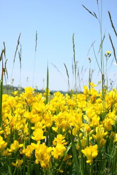 A group of yellow flowers with some straws between