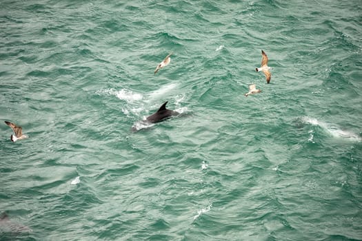 Dolphin swimming among some seagulls above the surface of the water. The black fin of a dolphin is coming out of the water