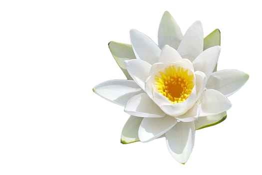 Single Isolated flower of water lily on white background
