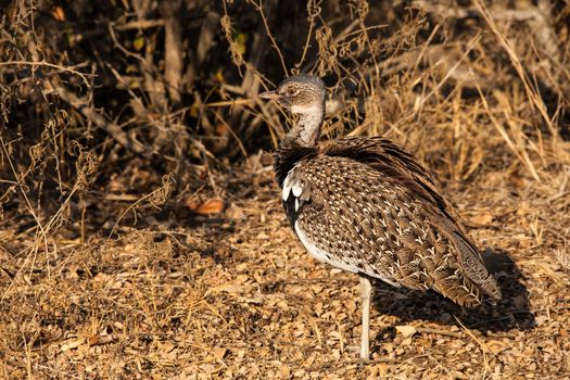 The male Red-Crested Korhaan (Eupodotis ruficrista) photographed in Kruger National Park. South Africa.