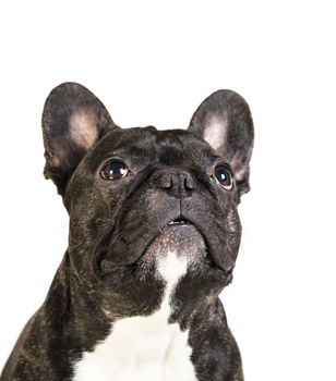 animal dog French bulldog on white isolated background