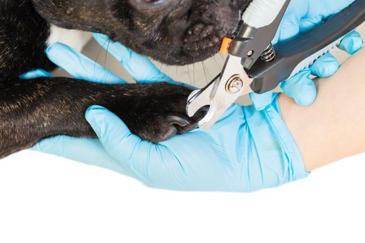 veterinarian cuts the dog's claws to a French bulldog
