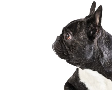 animal dog French bulldog lying on white isolated background