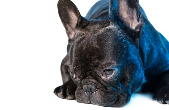 animal dog French bulldog lying on white isolated background