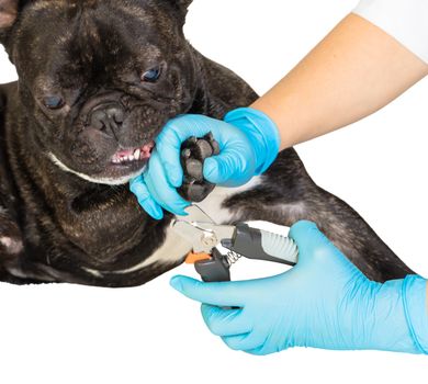 veterinarian cuts the dog's claws to a French bulldog