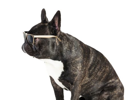 dog French bulldog in glasses sitting on white isolated background 