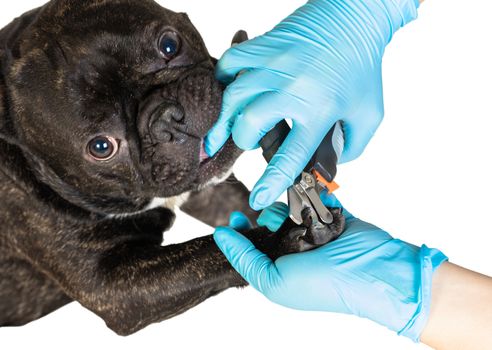 veterinarian cuts the dog's claws to a French bulldog