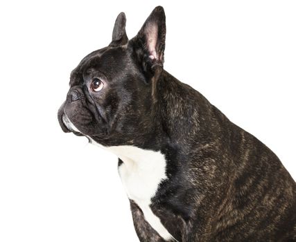 animal dog French bulldog on white isolated background