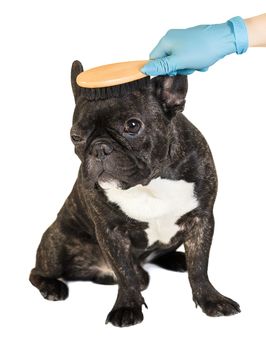 veterinarian combs the dog's fur to a French bulldog