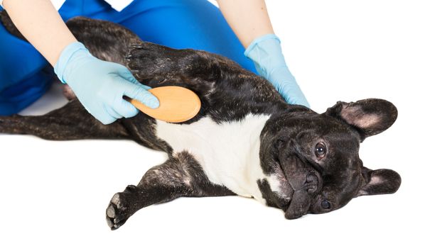 veterinarian combs the dog's fur to a French bulldog
