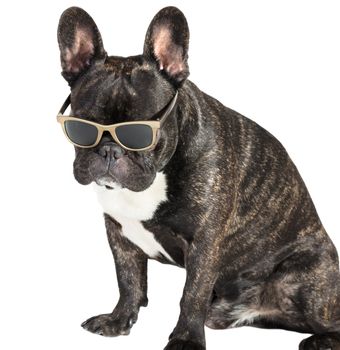 dog French bulldog in glasses sitting on white isolated background 