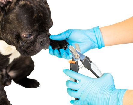 veterinarian cuts the dog's claws to a French bulldog
