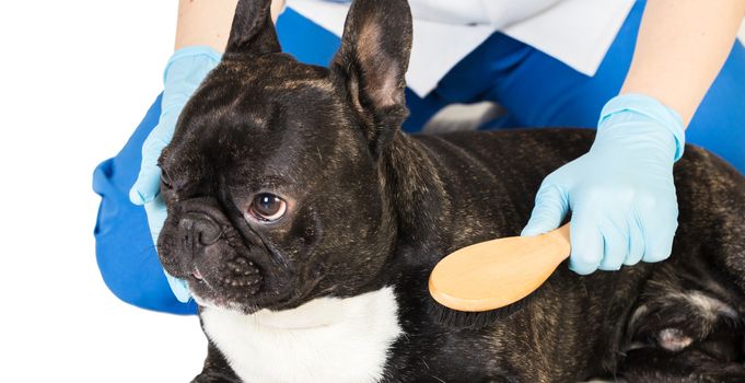 veterinarian combs the dog's fur to a French bulldog