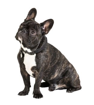 French Bulldog dog on a white isolated background