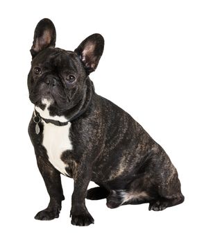 French Bulldog dog on a white isolated background