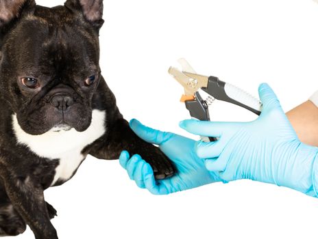 veterinarian cuts the dog's claws to a French bulldog