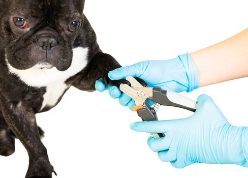 veterinarian cuts the dog's claws to a French bulldog