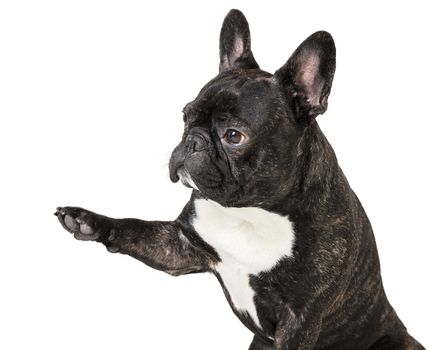 French bulldog with raised paw on white isolated background