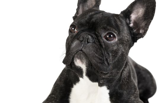 animal dog French bulldog on white isolated background