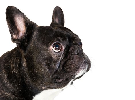 animal dog French bulldog on white isolated background