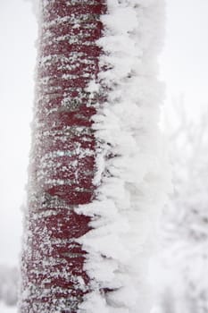 Natural phenomenon resulted from a powerful blizzard and extreme weather manifestation