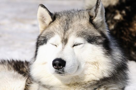 Portrait of Siberian Huskty dog in winter