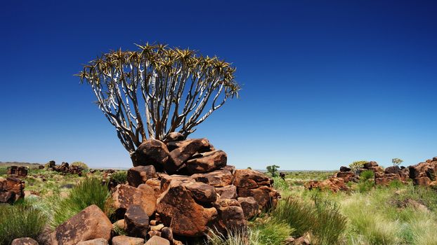Quiver tree or kokerboom forest near Keetmanshoop, Namibia