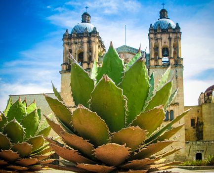 View to Oaxaca cathedral with agave plant, Mexico
