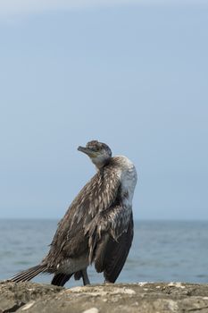 a cormorant on the rocks