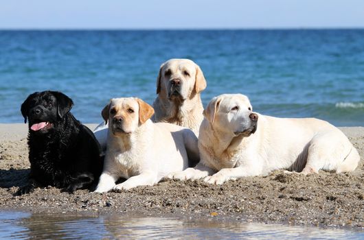 four labradors playing at the sea in summer portraits