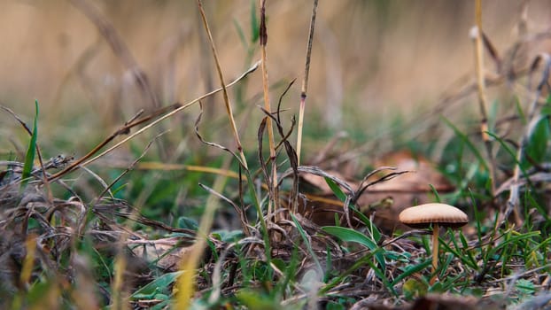 Forest little brown mushroom in the grass