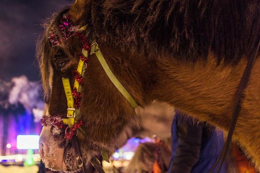 the horse in winter, sad eyes pain in the eyes of the animal