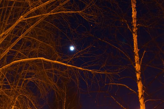 the moon and the trees winter sky beautiful trees