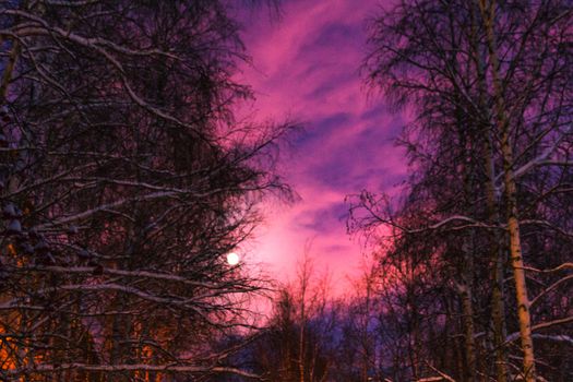 the moon and the trees winter sky beautiful trees