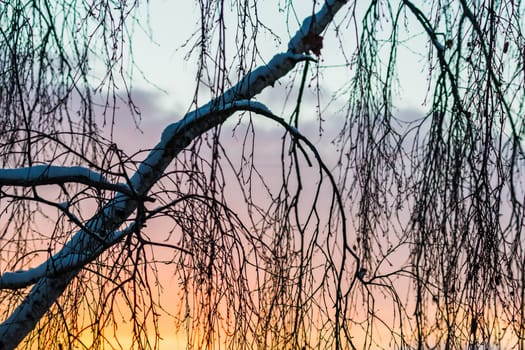 tree at sunrise in winter, early morning snow