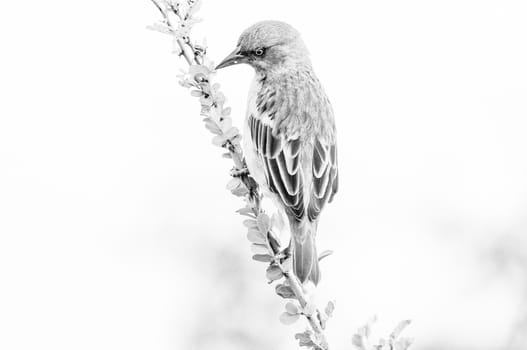 A monochrome male Cape weaver, Ploceus capensis, on a branch