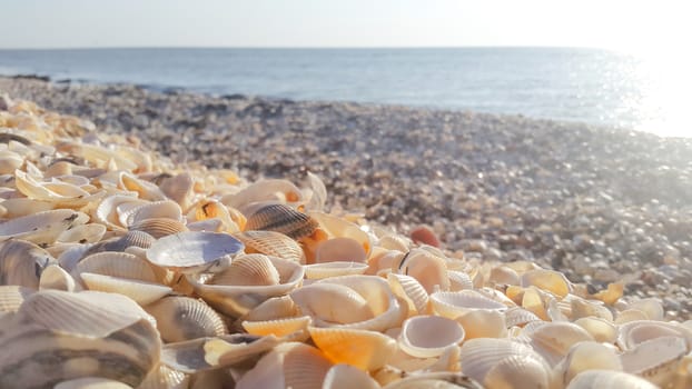 Lots of sea shells on the bank of the sea with soft warm light after sunrise