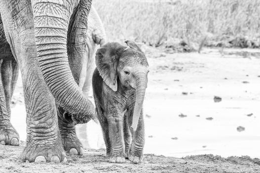 A tiny monochrome African elephant calf, Loxodonta africana, next to its mothers trunk