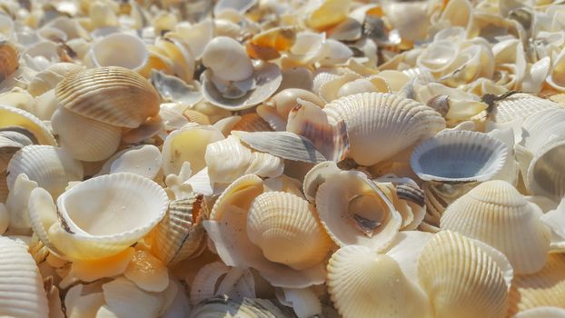 A lot of sea shells in the sunlight on the shore of the sea with nice sunlight and details