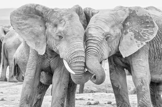 Two young, monochrome , African elephants, Loxodonta africana, interacting