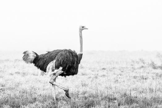A monochrome ostrich running in the mist covering the mountains of the Mountain Zebra National Park near Cradock in South Africa