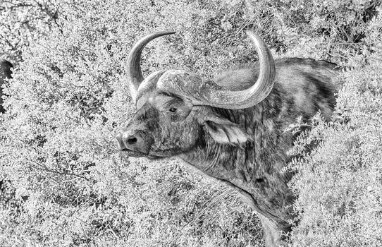 A monochrome Cape buffalo, Syncerus caffer, peeping out of dense bush