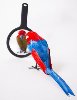 fake plastic parrot looking into a hand mirror