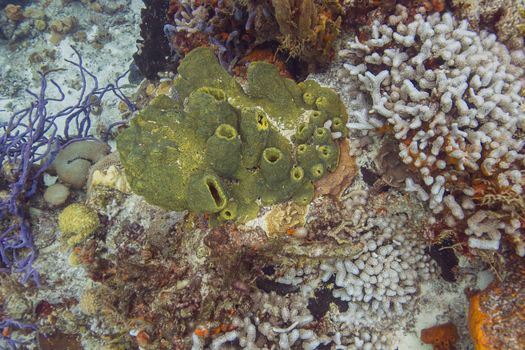 Top view of a green branching tube sponge