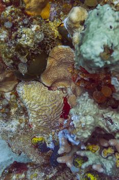 texture of a colorful coral reef