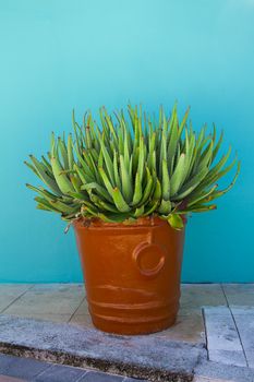 Large aloe plant in ceramic pot