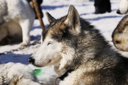 Portrait of Siberian Huskty dog in winter