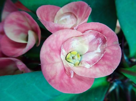 Closeup Poi Sian flowers pink and green