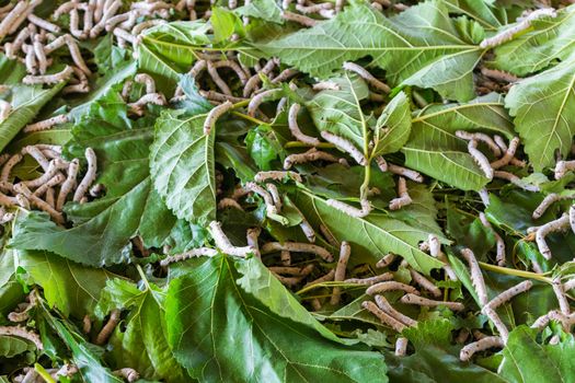 Group of Silkworm Larvae (fifth stage) eating Mulberry leaves before turn to Cocoon Nest or Pupal Stage